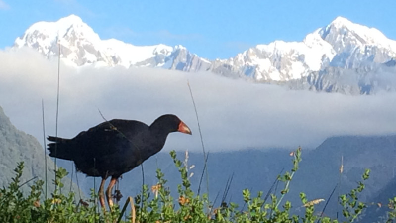 Embark on an unforgettable guided walk around one of New Zealand’s most iconic Lakes and it's spectacular scenic surrounds!